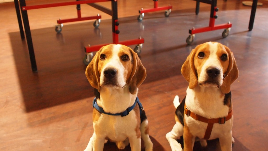 Cutest Beagles Ever at Cueblocks - Chatur and Carlos