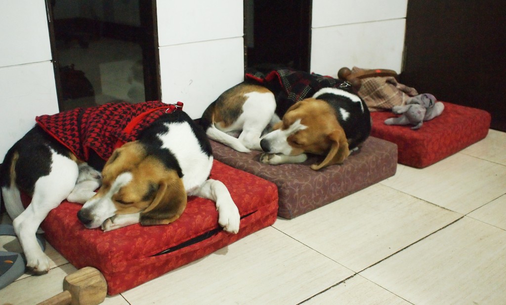Beagle Brothers While Sleeping